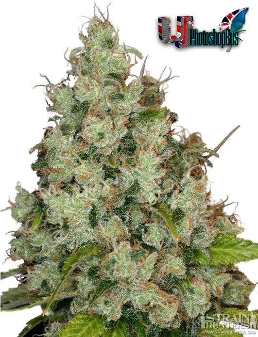 Weed - White Feather (530x795), Png Download