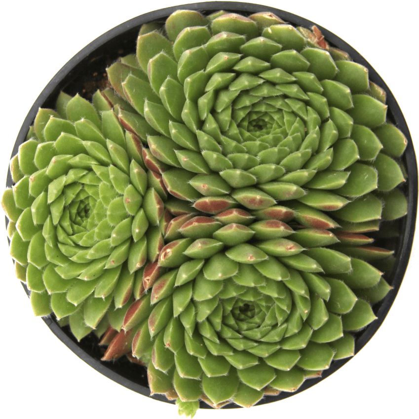 White Mexican Rose (1024x1024), Png Download