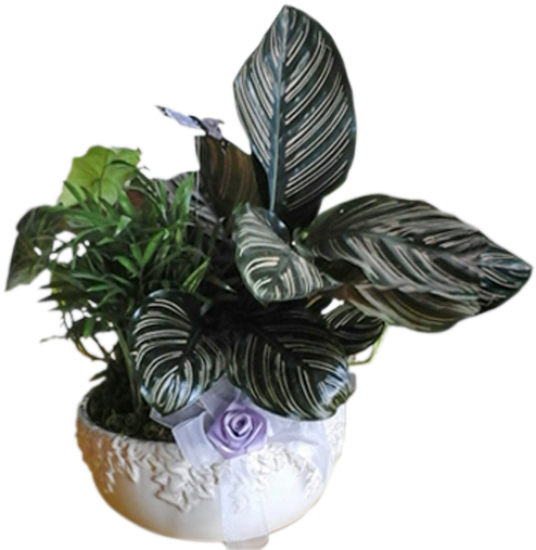 Planter - Flowerpot (600x600), Png Download