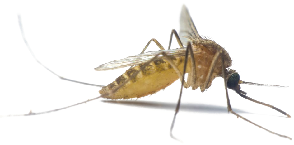 Mosquito Png Image Transparent Background - Mosquito (1000x673), Png Download