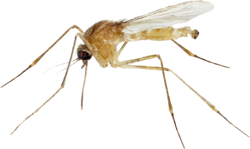 Flying Mosquitoes Png - Mosquito (1500x605), Png Download