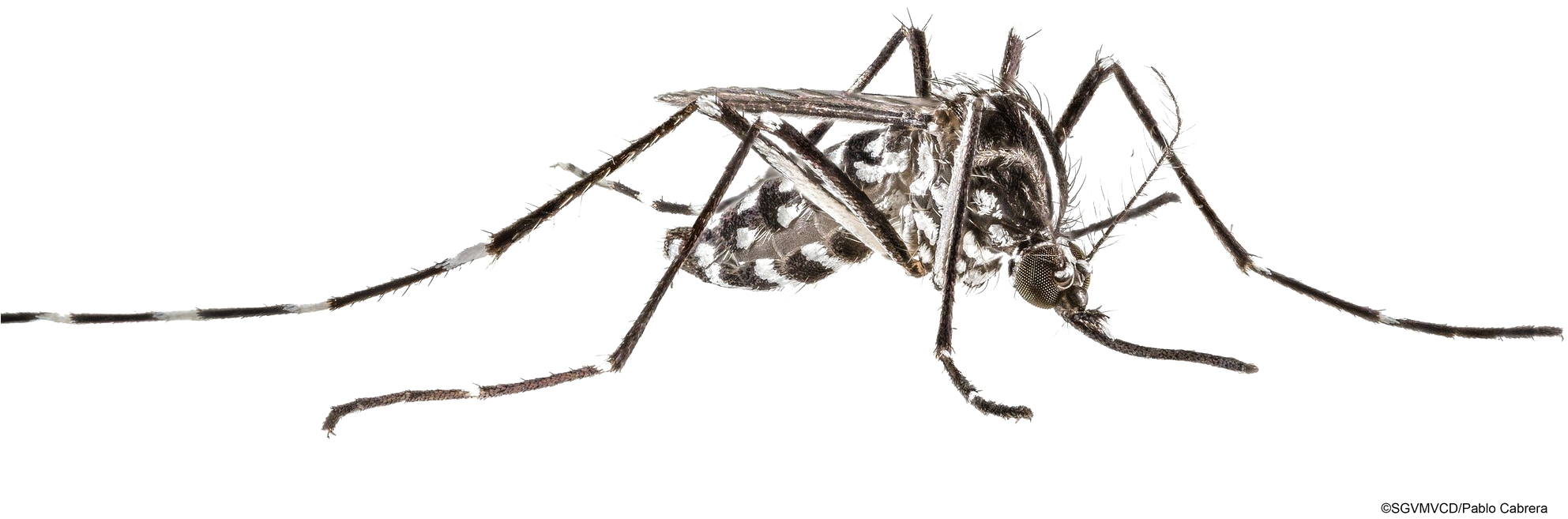Mosquito Transparent Image - Cave Crickets (2000x760), Png Download