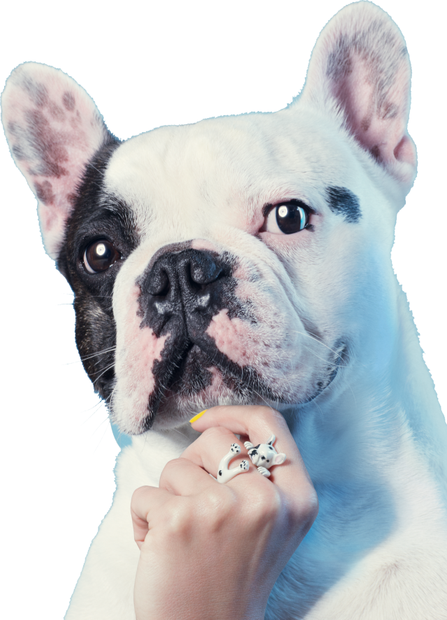 $50 Of Every Dog Fever Purchase Benefits The Friends - French Bulldog (640x888), Png Download