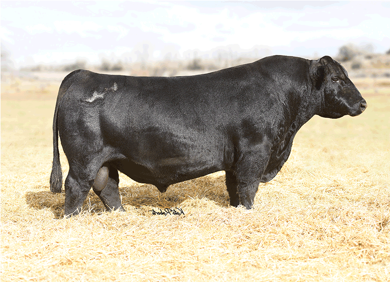 Nlc Cow Boss 160c Simangus Semen - Zebu (800x800), Png Download