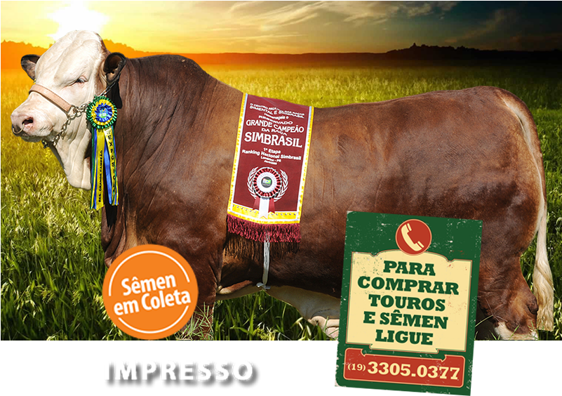 Dairy Cow (800x600), Png Download