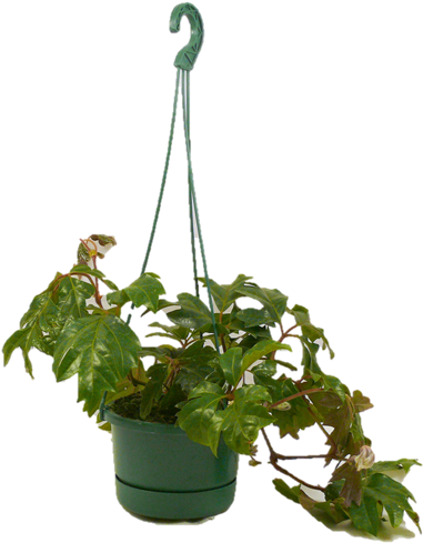 130mm Assorted Hanging Basket - Flowerpot (800x800), Png Download