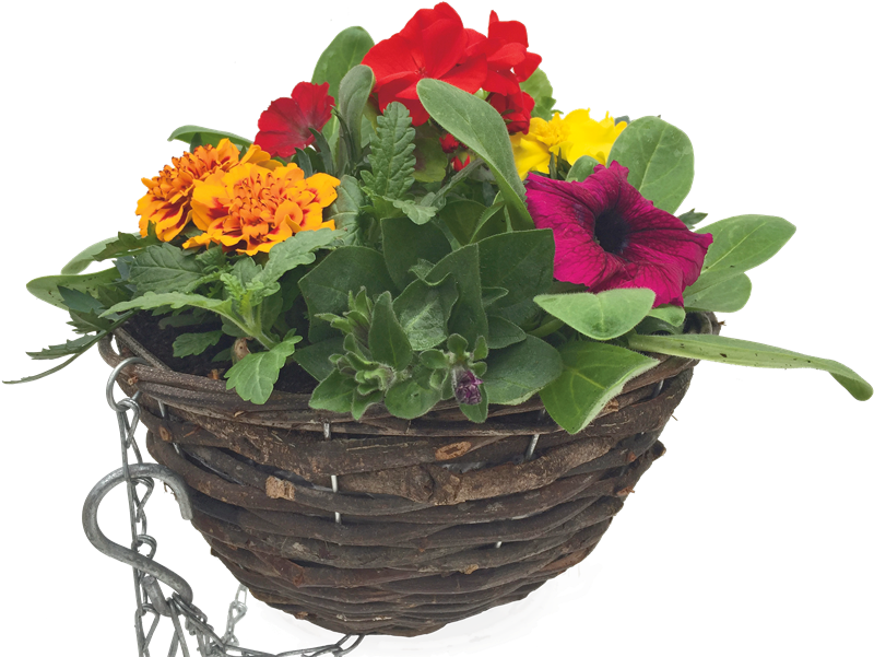 Summer Rattan Hanging Basket - Primrose (800x800), Png Download