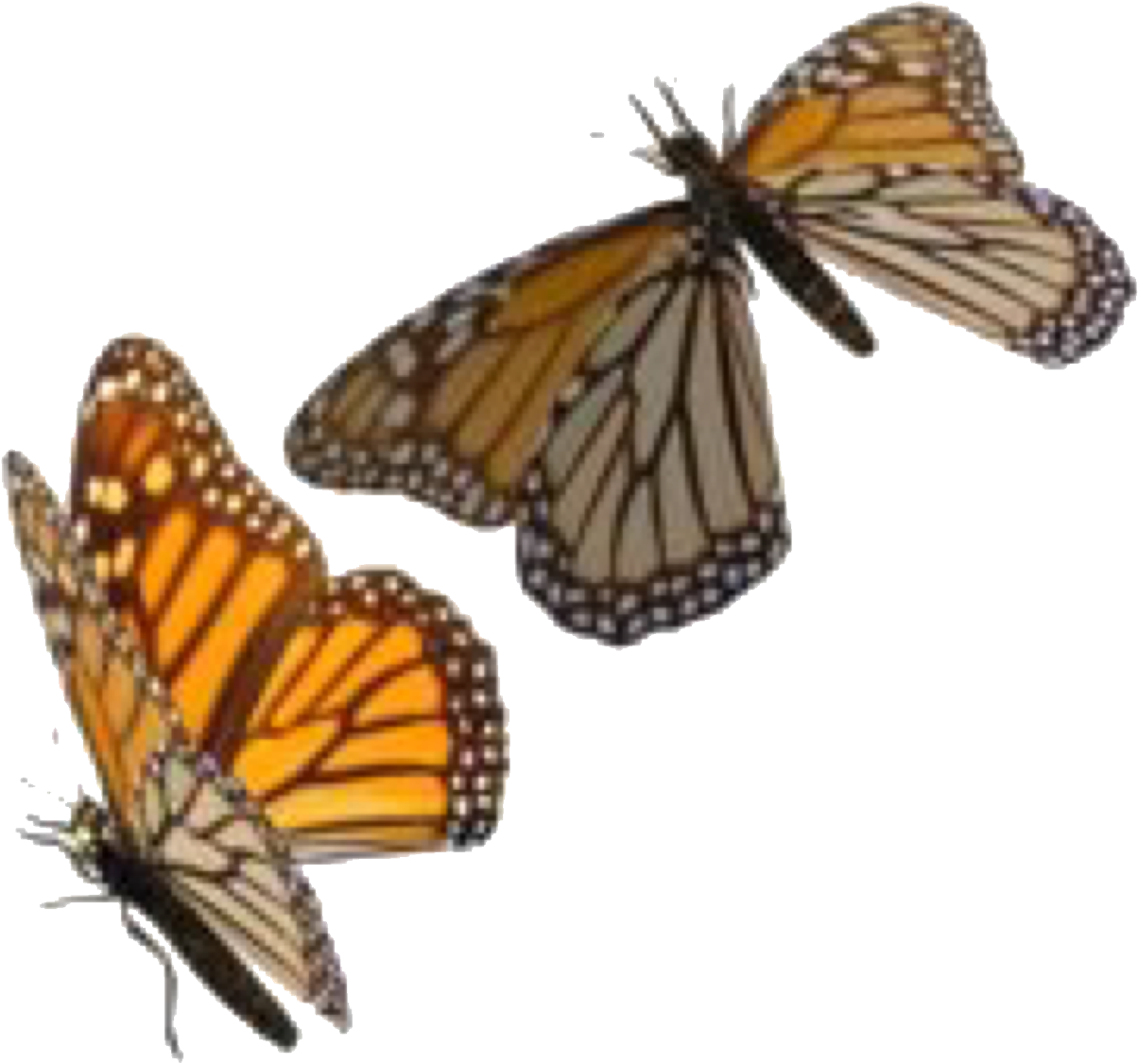 Orange Beige Polyvore Moodboard Filler Butterfly Orange - Butterfly Clipart Png Transparent (1280x1233), Png Download