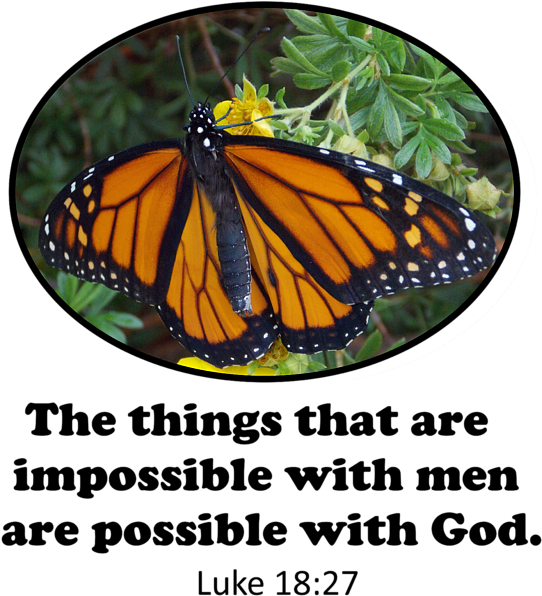 Click And Drag To Re-position The Image, If Desired - Monarch Butterfly (583x700), Png Download