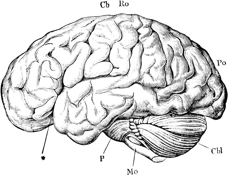 Write Med Mind Body - Brain Vintage Illustration Png (900x600), Png Download