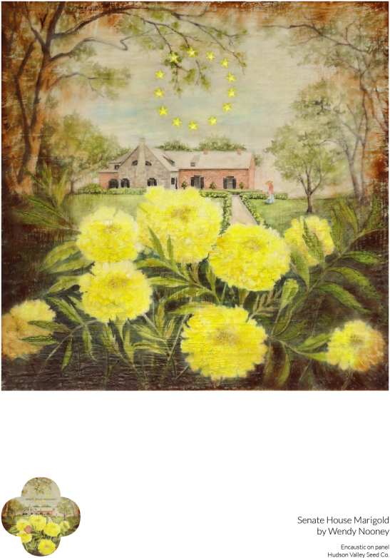 English Marigold (700x933), Png Download