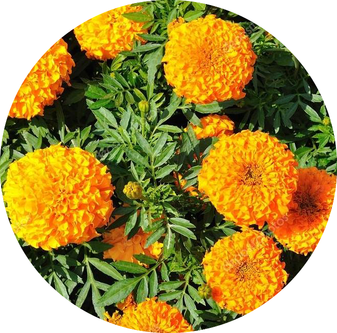 Marigold Flower Extract - Tagetes Erecta L (663x656), Png Download