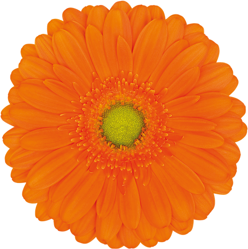 Florist Holland - Gerbera Orange (600x600), Png Download