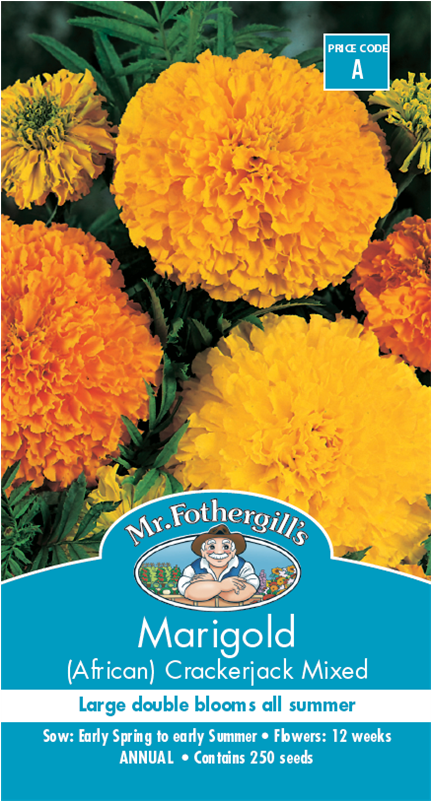 Mr Fothergill's Seed Marigold Crackerjack - Gerberas Bunnings (800x800), Png Download