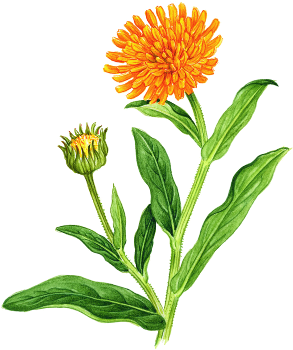 Calendula, Botanical Illustration, Botanical Prints, - Watercolor Marigold Flower (600x713), Png Download