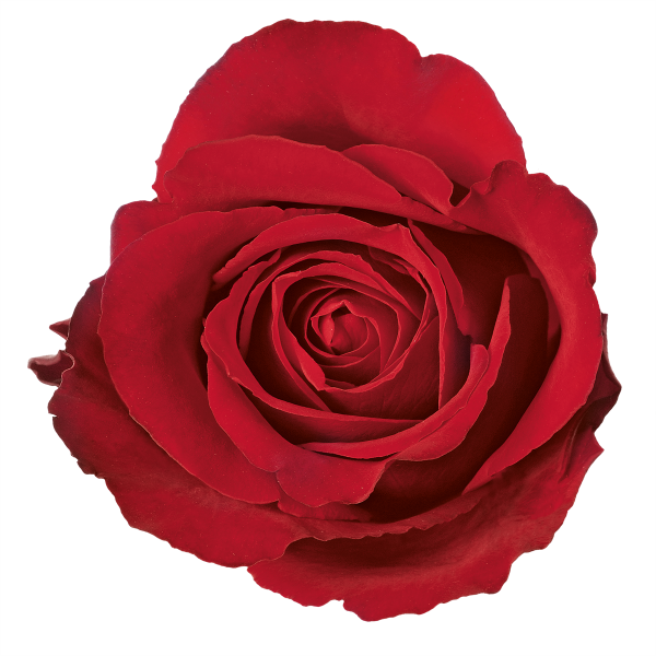 Clipart Freeuse Library Rose Top View - Red Rose Top View (600x600), Png Download