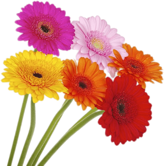 Coloured Gerberas On High Stems - Gerberas De Colores Png (610x610), Png Download