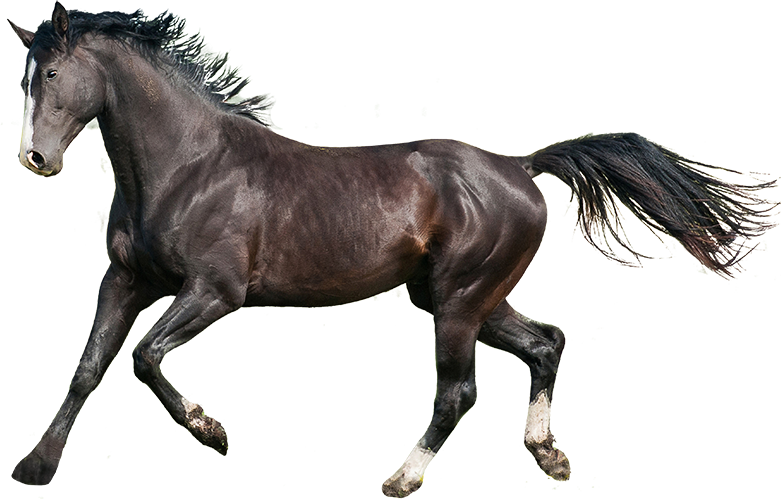 Beautiful Landscapes - Beautiful Horses Transparent (781x499), Png Download