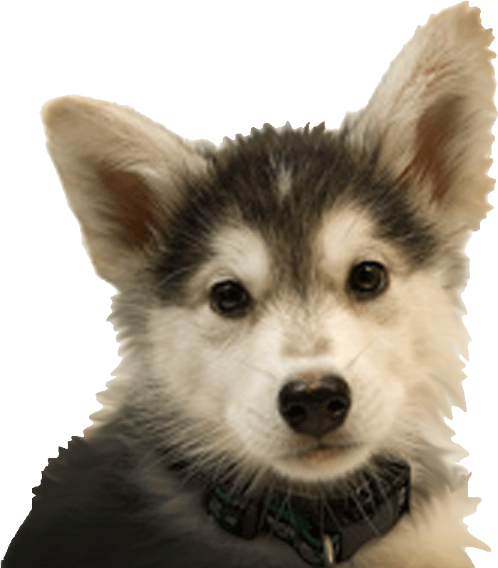Husky - Dogs R=h:gov (766x805), Png Download