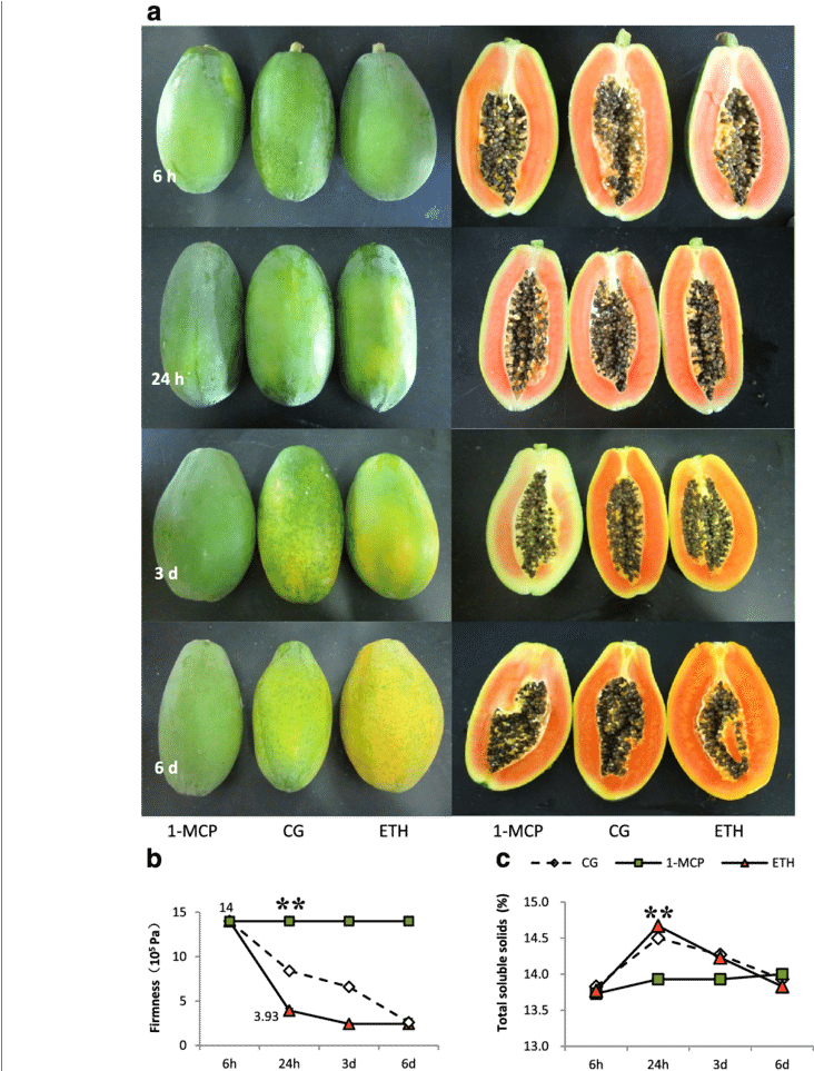Firmness And Total Soluble Solids Of Papaya Fruits - Pickled Cucumber (850x962), Png Download