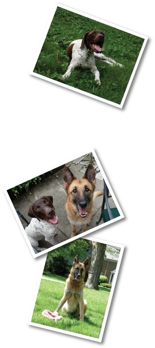 Old German Shepherd Dog (536x1200), Png Download