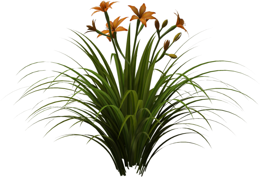 Vegetation Transparent (1024x639), Png Download