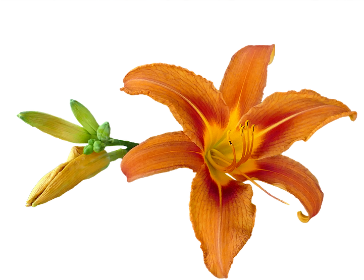Orange Lily Png - Flores De Lirio Png (720x720), Png Download