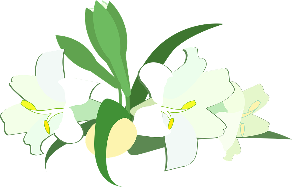 Easter Lily Png - Lily (960x613), Png Download