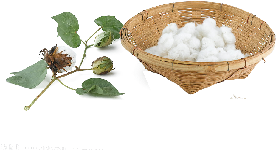 Cotton Png Pic - Cotton (1024x657), Png Download