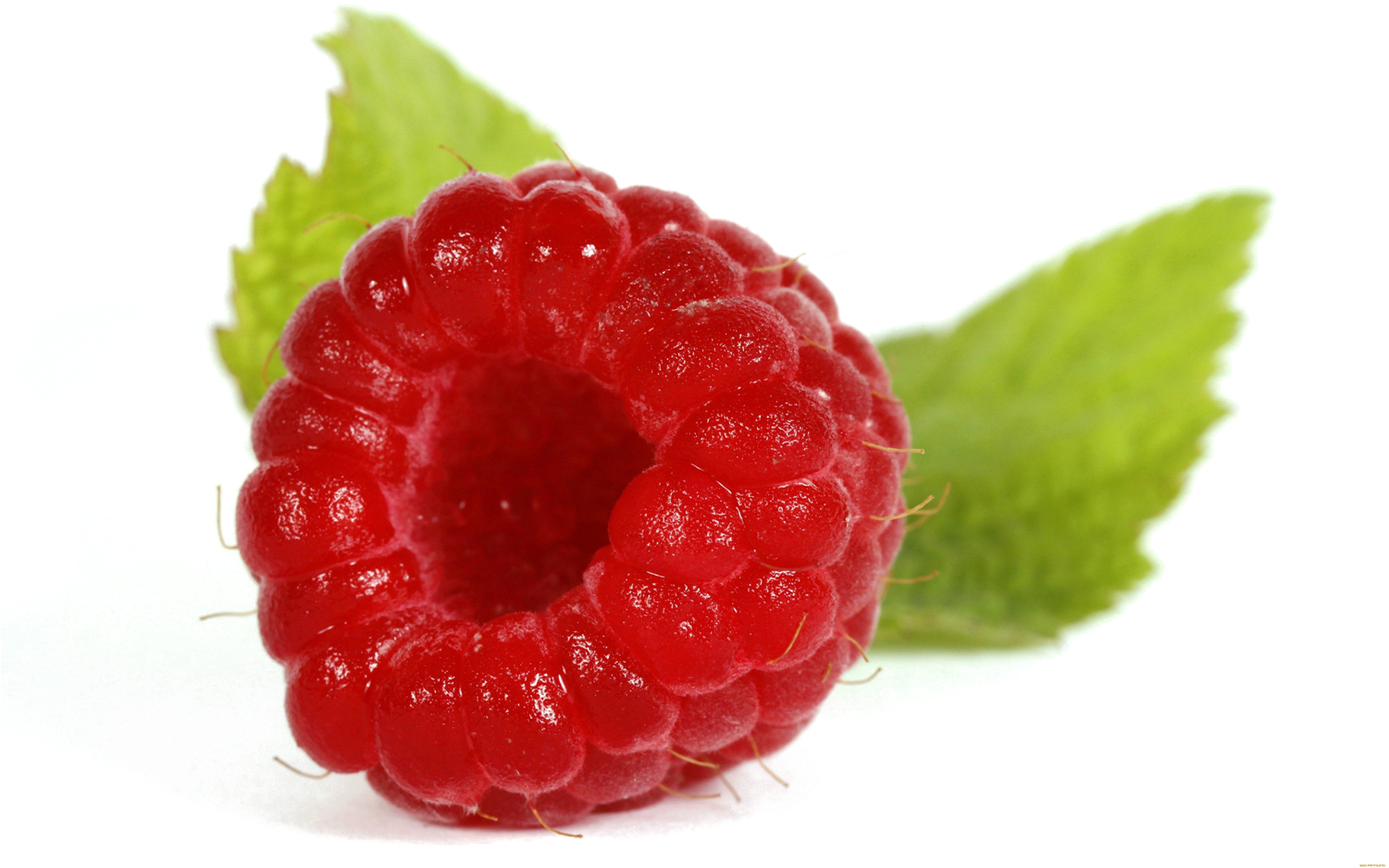 Single Raspberry Png Image Background - Transparent A Single Raspberry (1500x1096), Png Download