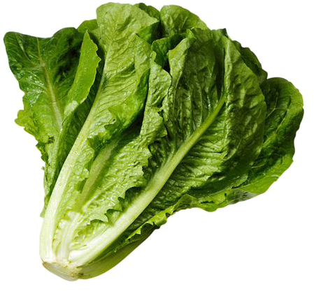 Lettuce Clipart Spinach - Png Romaine Lettuce (564x564), Png Download