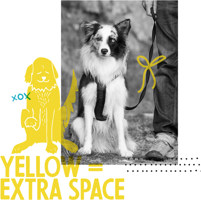 The Yellow Dog Project At Rchs - Chinese Crested Dog (1200x801), Png Download