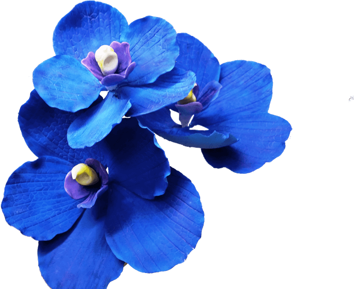 Dark Blue Flowers Transparent (1024x576), Png Download