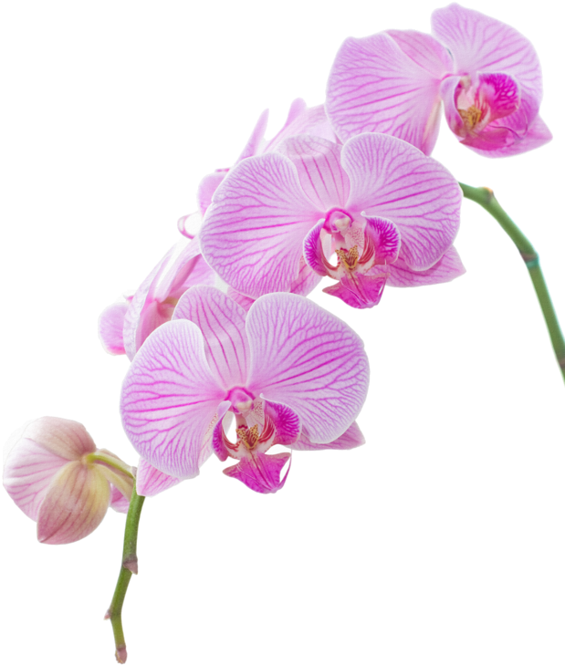 Explora Festivales, Clipart De Flor, ¡y Mucho Más (619x729), Png Download