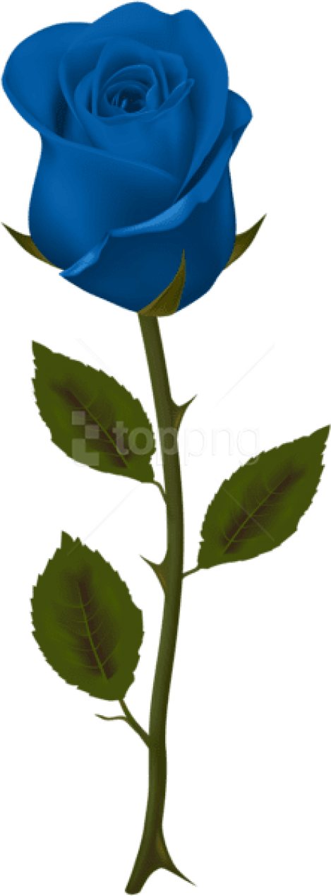 Free Png Download Blue Rose Png Images Background Png - Dark Red Rose Png (480x1269), Png Download