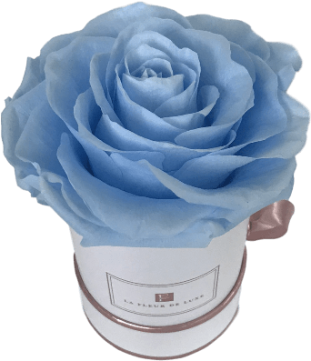 Prev - Garden Roses (600x700), Png Download