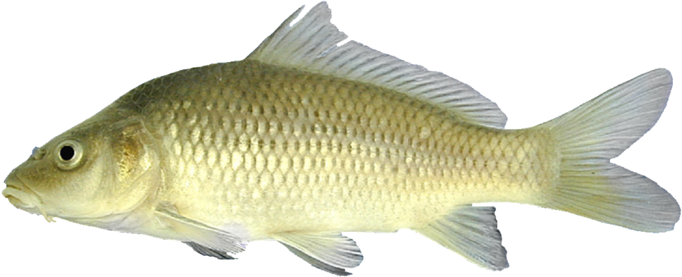 By Chad Thomas - Common Carp Png (1000x436), Png Download