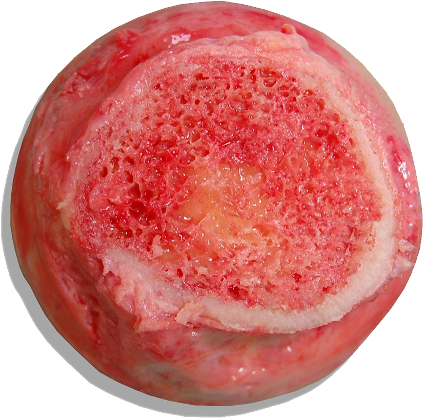 2 1 B Marrow Icon - Red Bone Marrow Real (1000x1000), Png Download