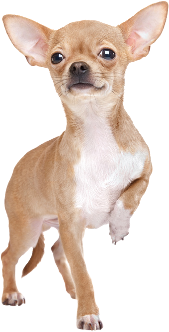 Chihuahua Stehend Von Vorne - Chihuahua Miniature (566x849), Png Download