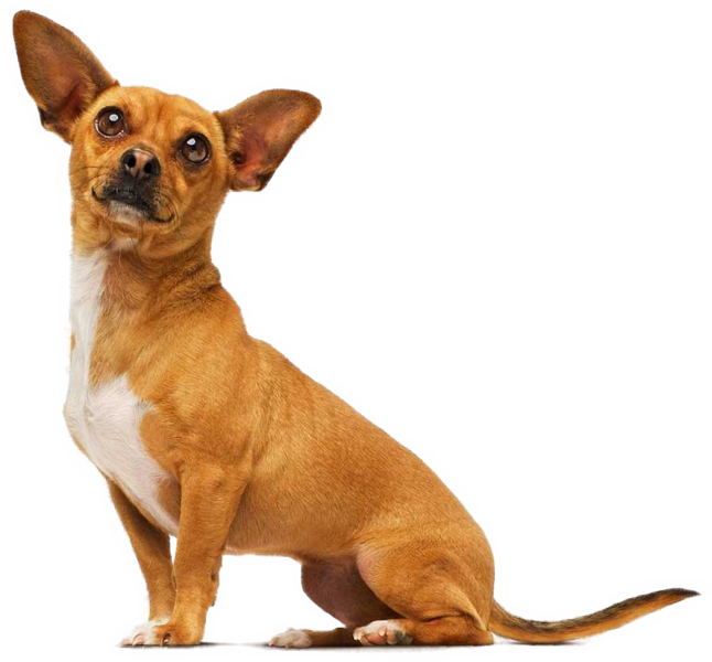Chihuahua - Dog From Beverly Hills Chihuahua (646x600), Png Download