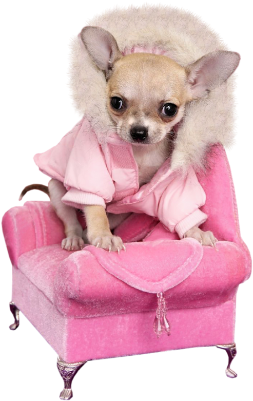 Chihuahua Dogs, Dogs And Puppies, Doggies, - Dogs Dressed In Pink (510x800), Png Download