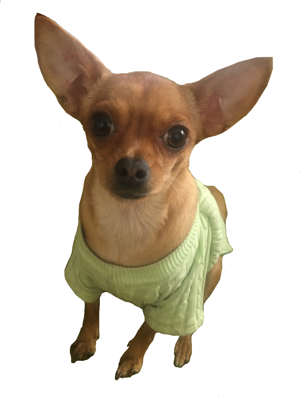 Chihui Sticker - Chihuahua (1024x1365), Png Download