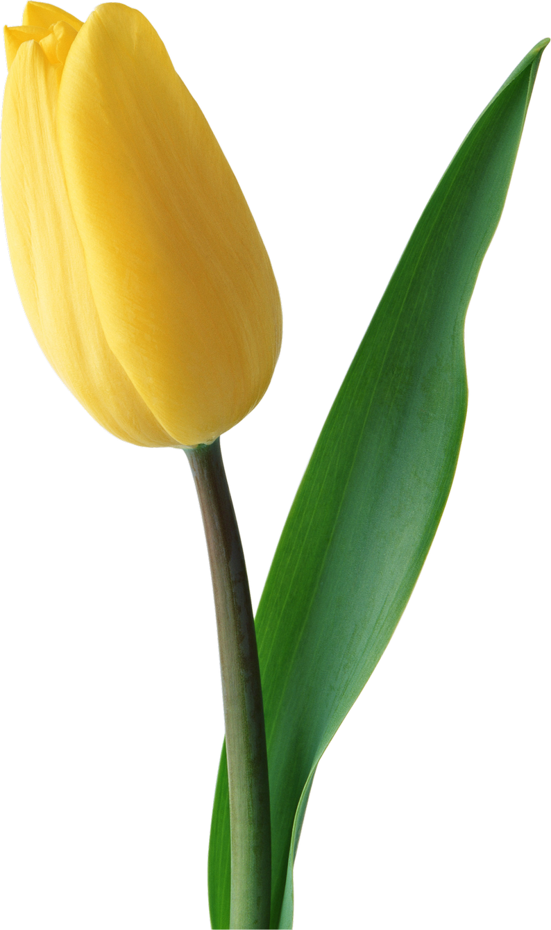 Tulip - Tulip Flower Hd Png (794x1339), Png Download