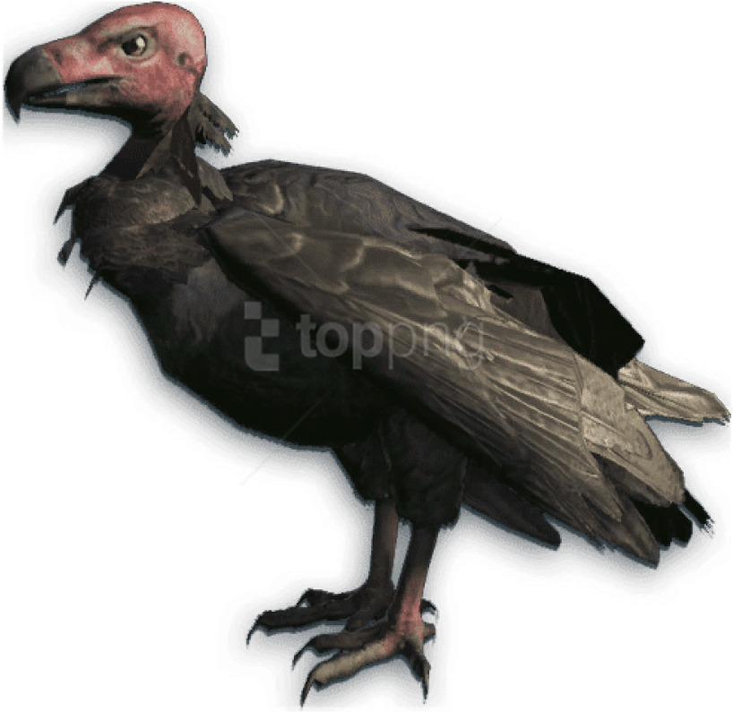 Free Png Download Vulture Red Head Png Images Background - California Condor Transparent Background (850x836), Png Download