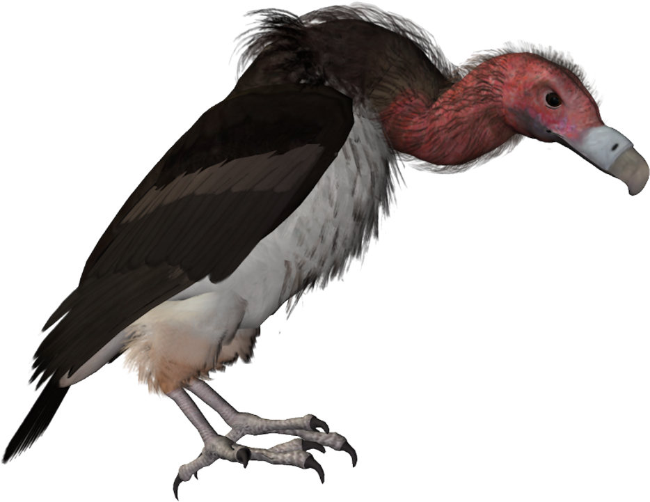 Drawn Turkey Vulture Catoon - Scavenger Bird (1082x1024), Png Download