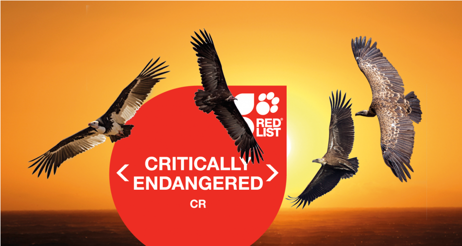 Conservationists Warn Africa's Vultures Are Sliding - Iucn Red List (950x710), Png Download