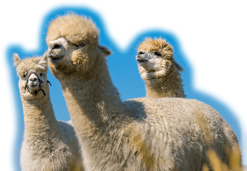 Alpacas, Alpaca Fiber - Arabian Camel (900x600), Png Download