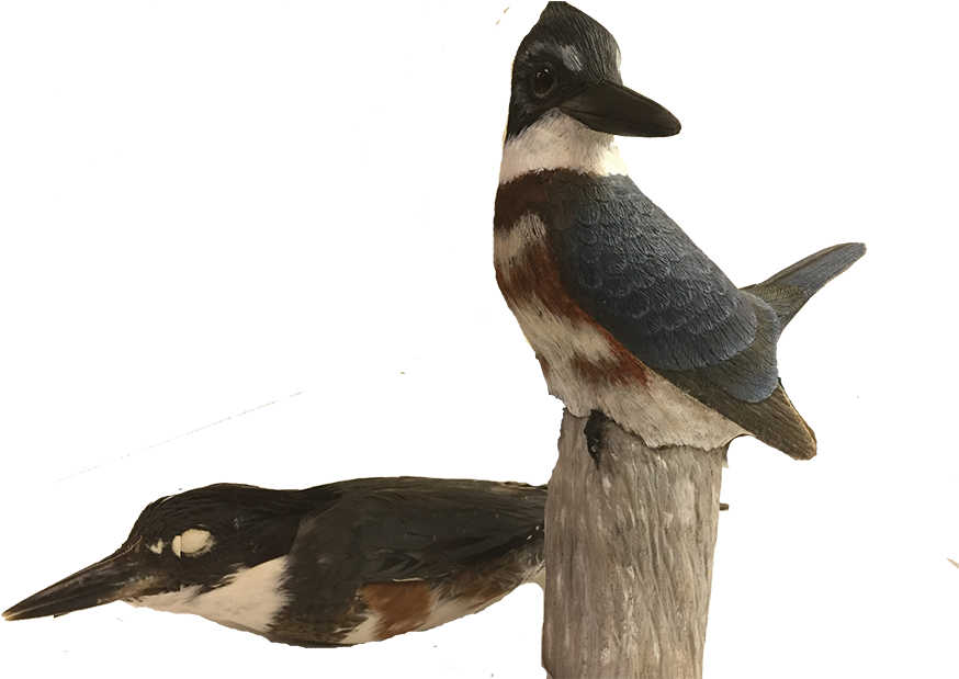 Carved Version Of A Female Blue-winged Teal Held By - Duck (874x619), Png Download