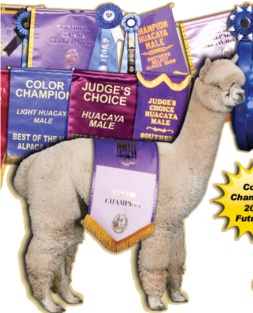 Bragging Rights - Arabian Camel (500x626), Png Download