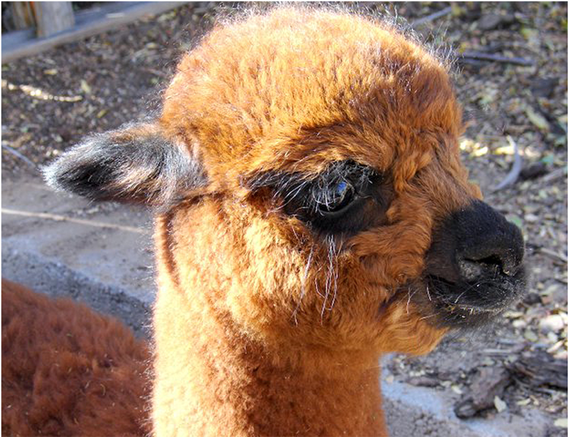 Alpaca 1200×628 - Llama (1200x628), Png Download